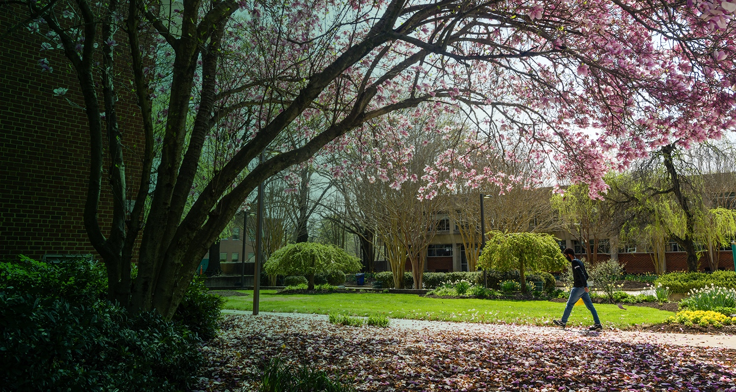 A student walks near a cherry blossom tree on the Fairfax Campus