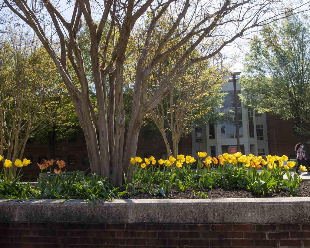spring at Mason with yellow daffodils blooming 