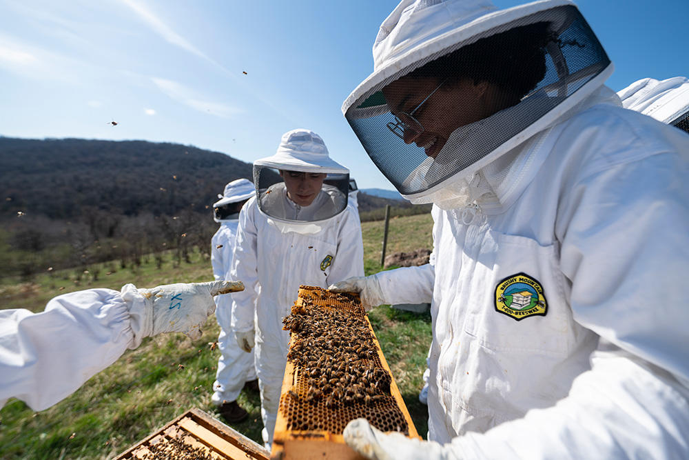 Students learn about bee farming.