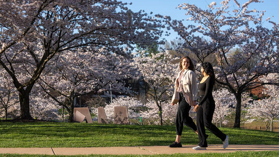 Two people walk along the sidewalk near Mason Pond. Behind them the cherry trees are in full bloom.
